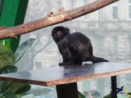 Haus des Meeres 4.02.2026